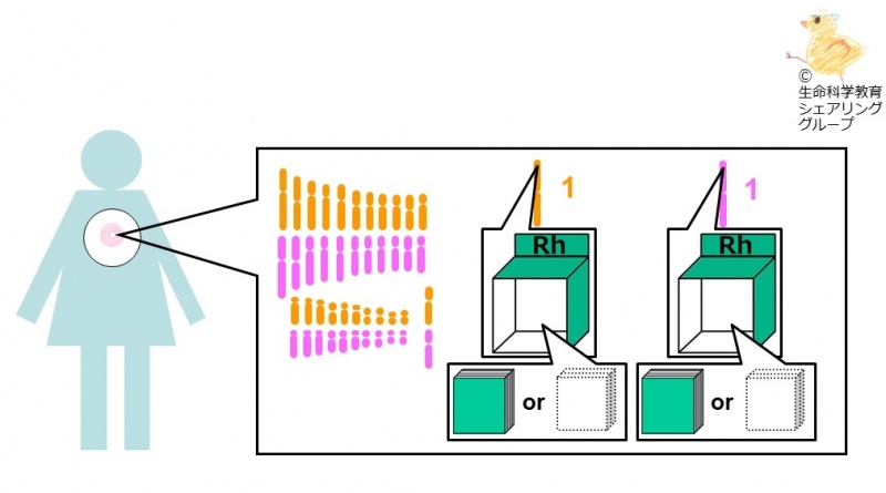 ファイル:座の数2-wb.jpg