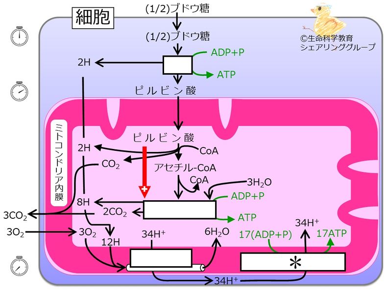 ファイル:クイズ酸化的リン酸化blue.jpg