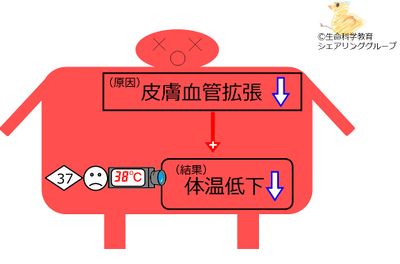 皮膚血管収縮.jpg