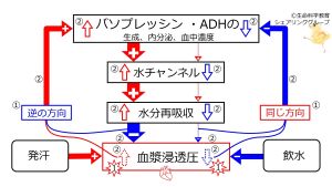 /wiki/images/thumb/d/d2/BasicFeedbackToADH-JPN.jpg/300px-BasicFeedbackToADH-JPN.jpg