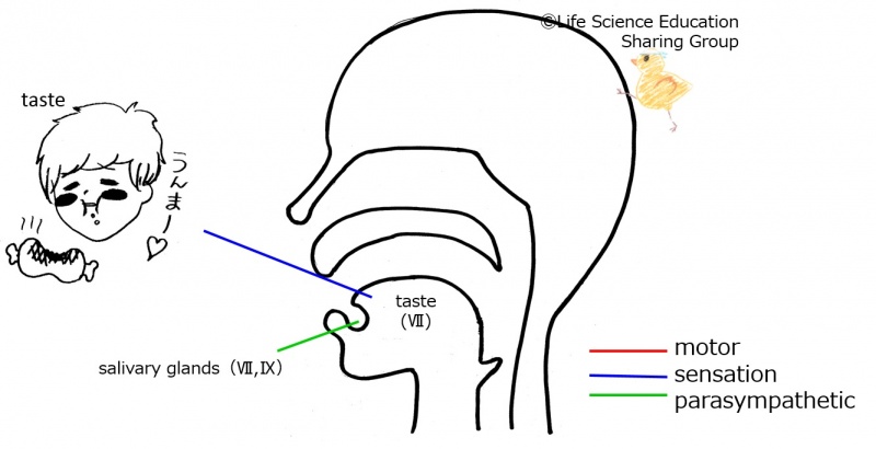 ファイル:Cranial07E 1.jpg