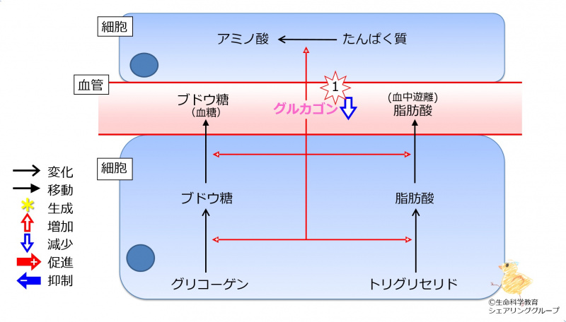 ファイル:Glucagon2TGandProteinDec-wb.jpg