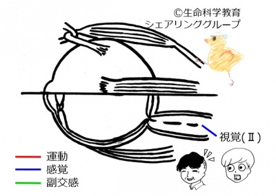 Cranial02.jpg