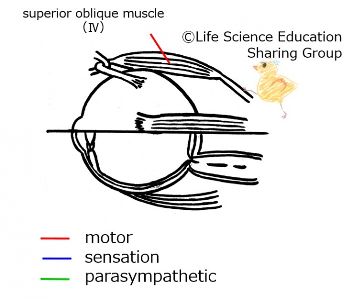 ファイル:Cranial04E.jpeg