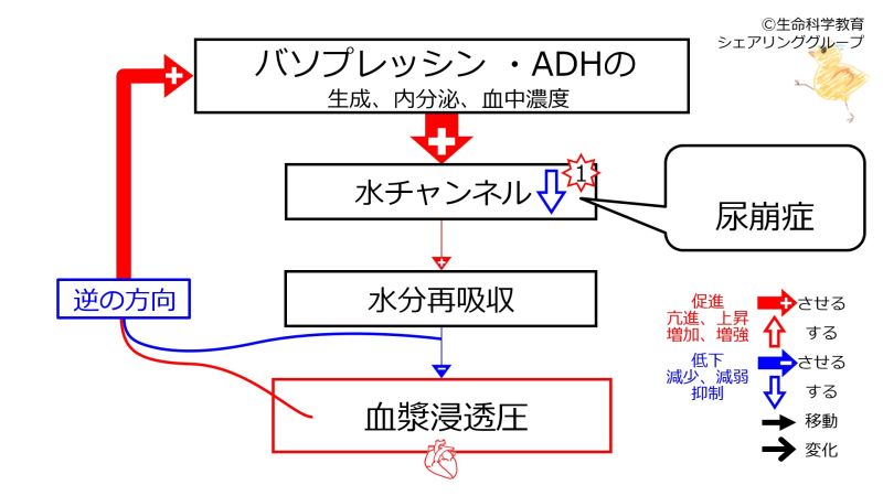 ファイル:RenalDiabetesInsipidus-Simple-Jpn-wb.jpg