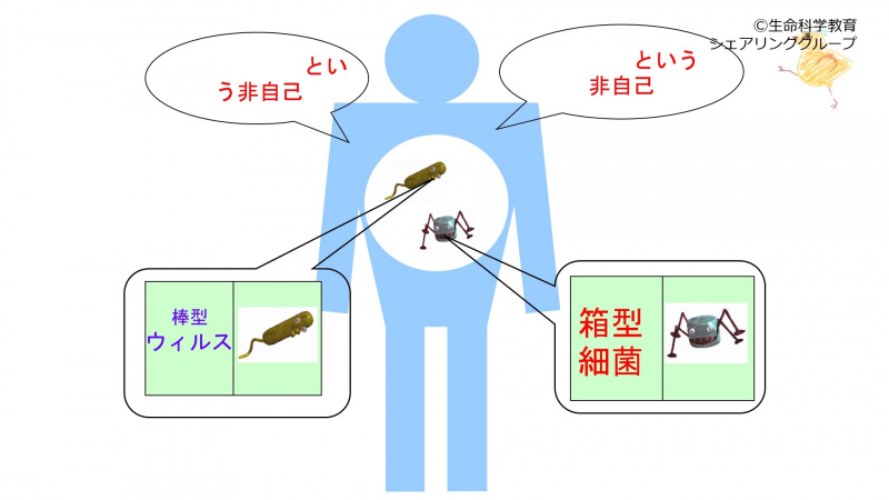 ファイル:01645-wb.jpg