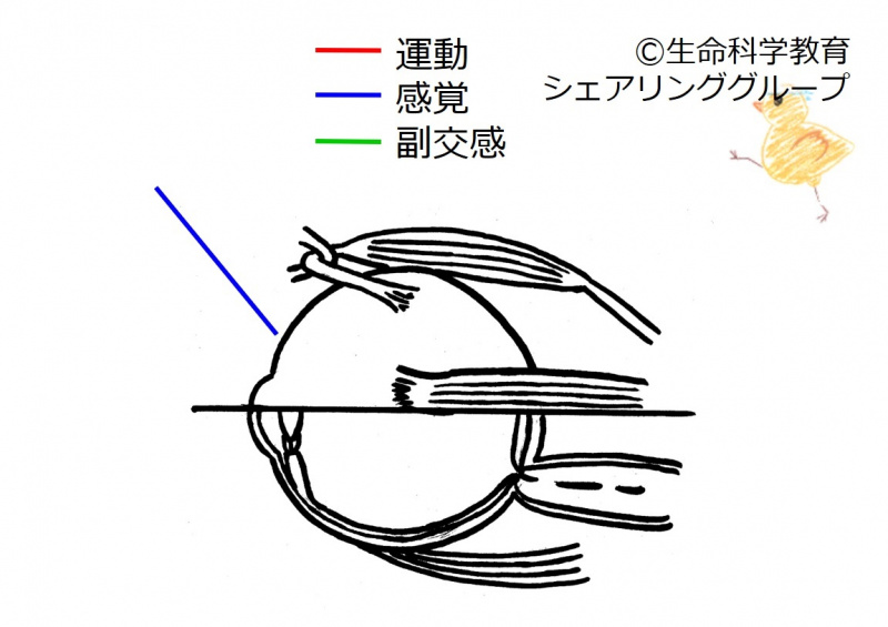 ファイル:Cranial05 2-wb.jpg