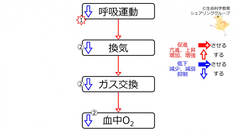 ファイル:HypoVentO2.jpg