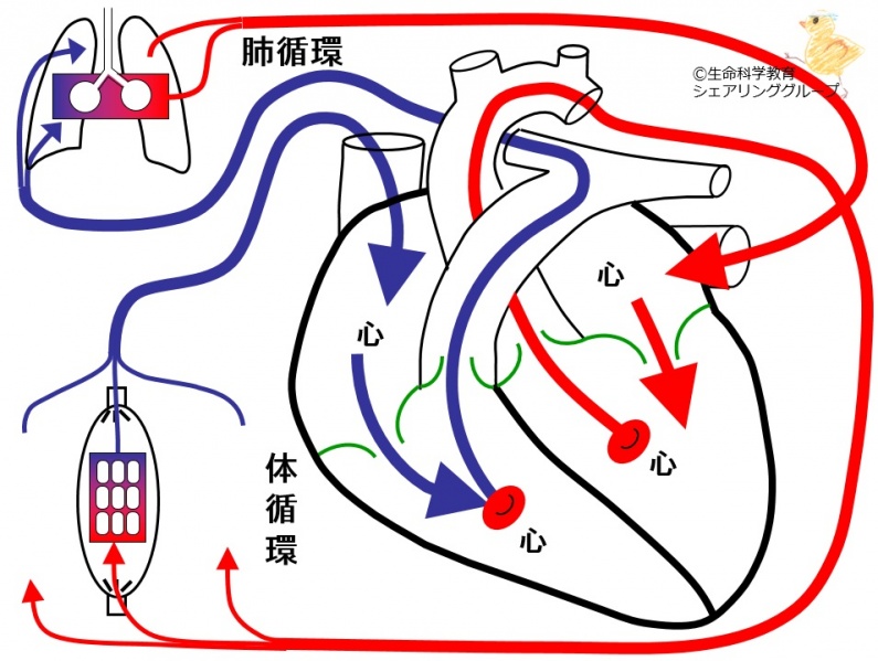 ファイル:01710-wb.jpg