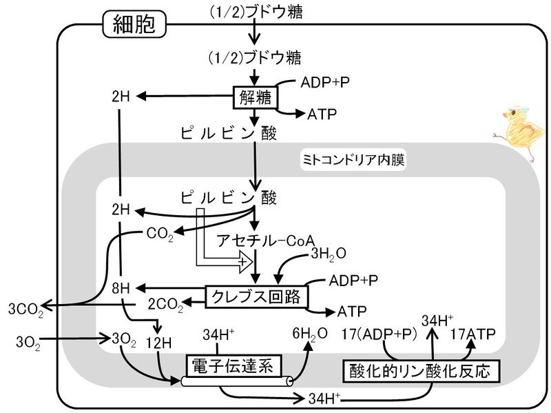 ファイル:03257.jpg