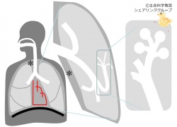 /wiki/images/thumb/d/d5/04160.jpg/250px-04160.jpg