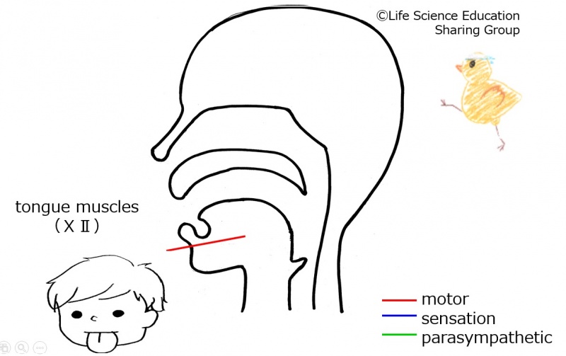 ファイル:Cranial12E.jpg