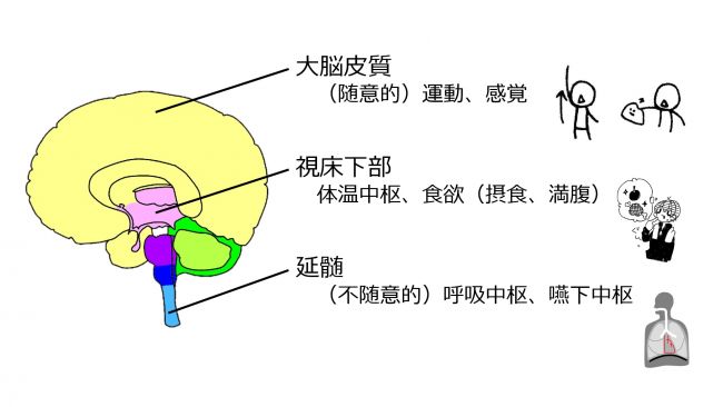 LocalizationBasicBrainFunction-Jpn.jpg