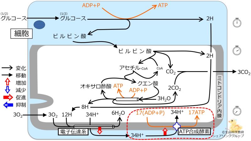 ファイル:エネルギー代謝 全体像5.jpg