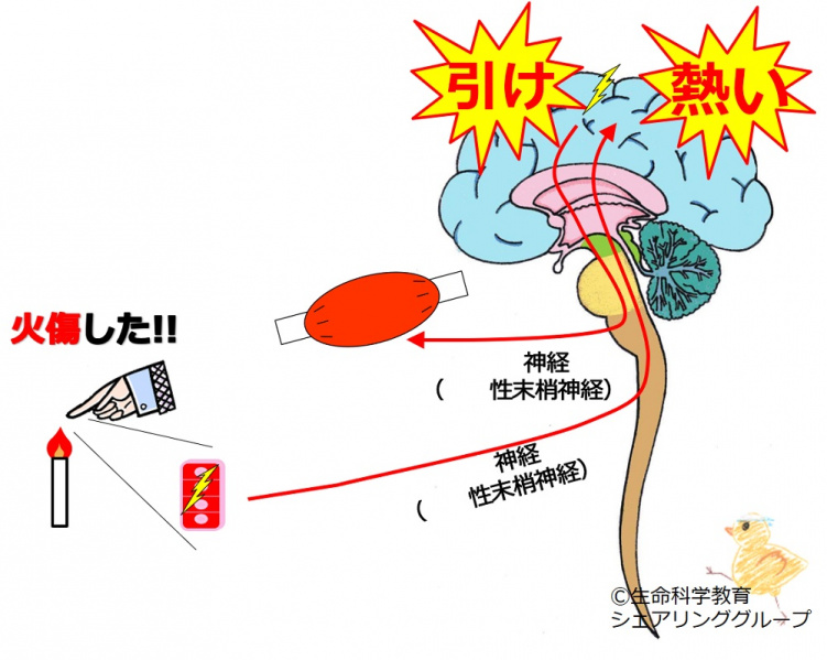 ファイル:03790-wb.jpg