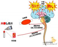 /wiki/images/thumb/d/d6/03790.jpg/200px-03790.jpg