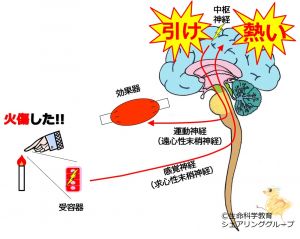 /wiki/images/thumb/d/d6/03790.jpg/300px-03790.jpg