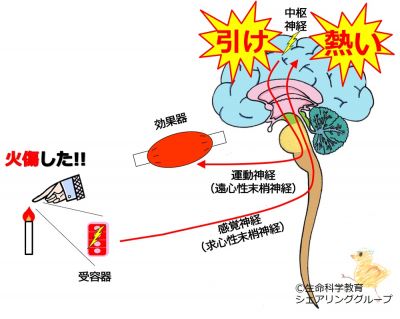 /wiki/images/thumb/d/d6/03790.jpg/400px-03790.jpg