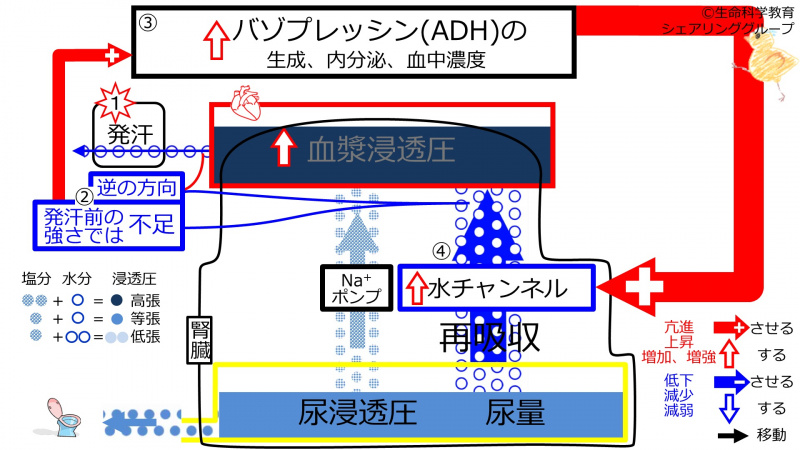 ファイル:SweatDuringADHcontrol (1)-2020.jpg