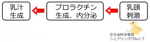 プロラクチン分泌調節１の２.jpg