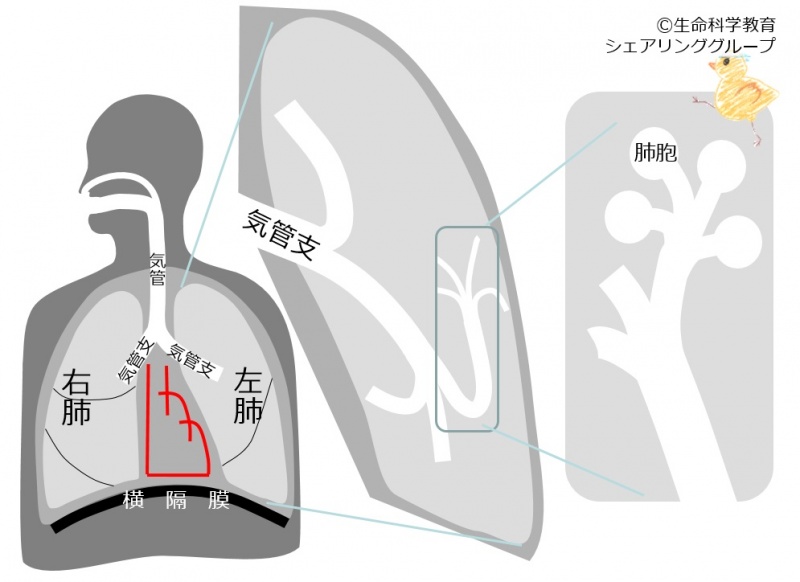 ファイル:03773.jpg