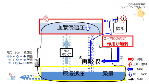 WaterDuringReabsorptionControl.jpg