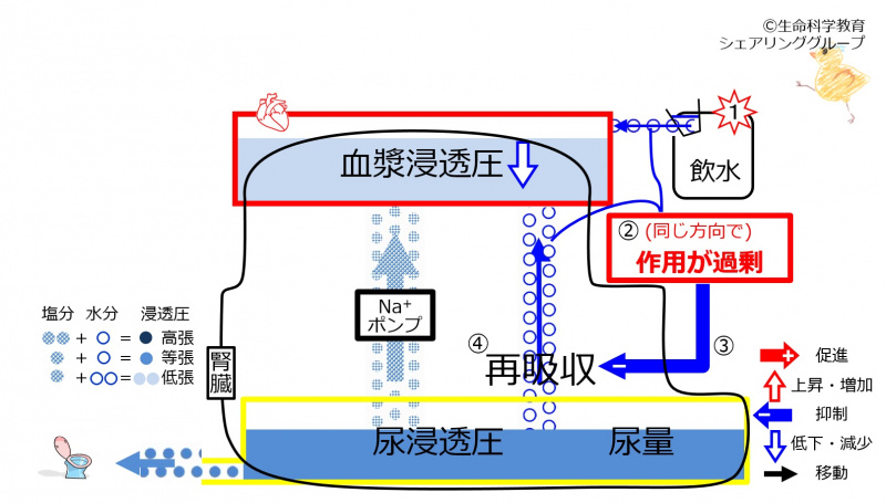ファイル:WaterDuringReabsorptionControl.jpg