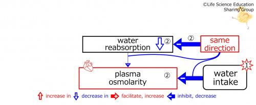 WaterIntakeDuringBasicFeedbackToWaterReabsorption-ENG.jpg