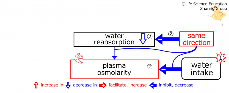 ファイル:WaterIntakeDuringBasicFeedbackToWaterReabsorption-ENG.jpg