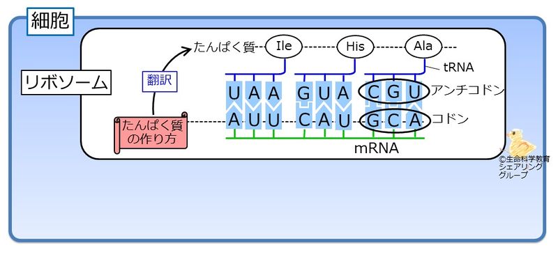 ファイル:翻訳の物質.jpg
