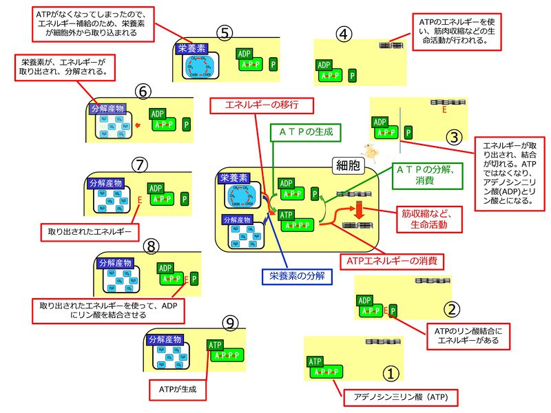 ファイル:04163.jpg