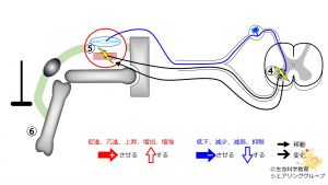 /wiki/images/thumb/d/d8/PatellaTendonReflex-3.jpg/300px-PatellaTendonReflex-3.jpg