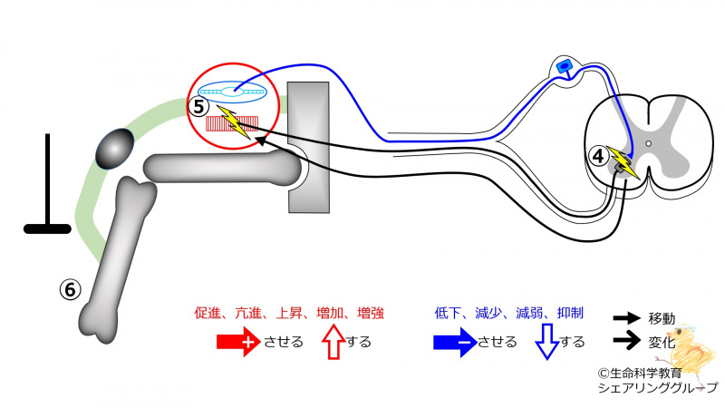 ファイル:PatellaTendonReflex-3.jpg