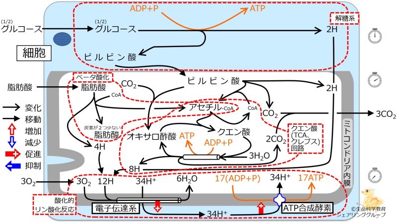 ファイル:エネルギー代謝 全体像5まとめ.jpg