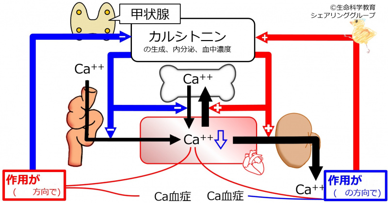 ファイル:カルシトニン負のフィードバック-wb.jpg