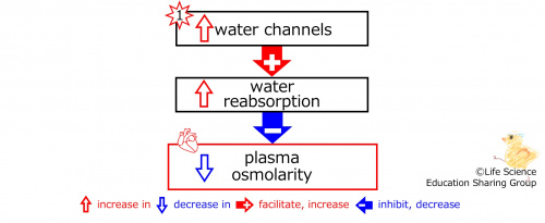 IncreasedWaterChannelsBasic-Eng.jpg
