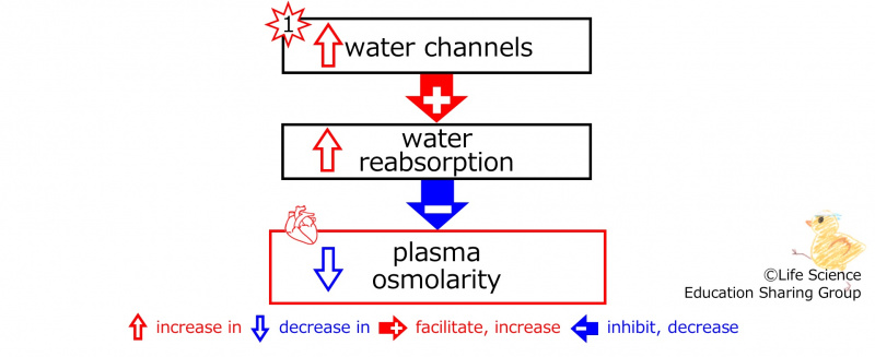 ファイル:IncreasedWaterChannelsBasic-Eng.jpg