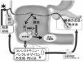 2014年12月5日 (金) 13:25時点における版のサムネイル