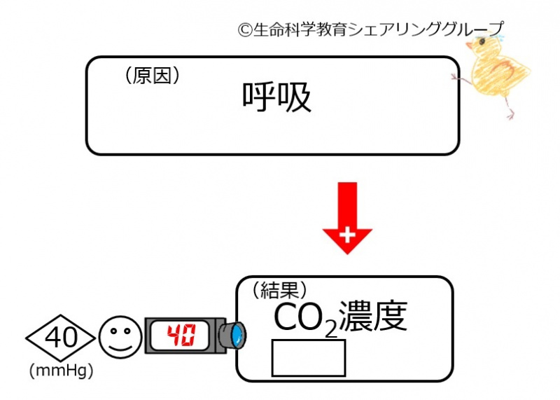 ファイル:Respiratory effecton co2-wb.jpg