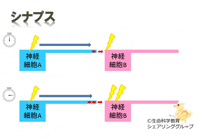 ファイル:02700-wb.jpg