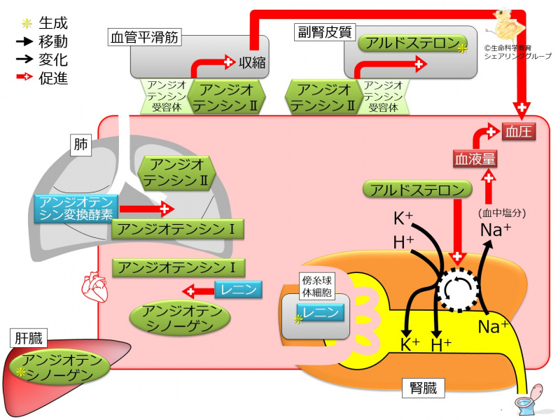 ファイル:04007-wb.jpg