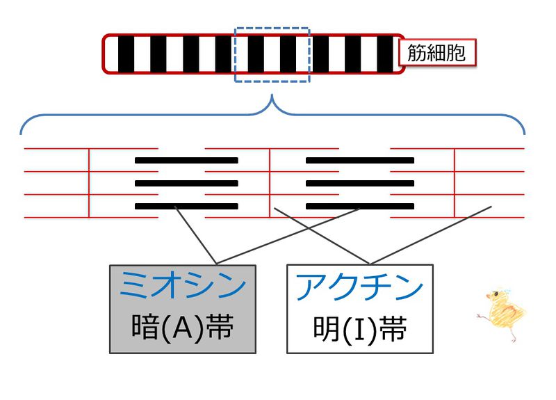 ファイル:04139.jpg