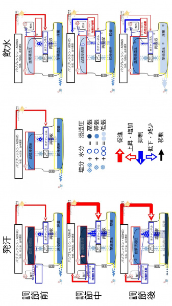 ファイル:ADHControlSummary-wb.jpg