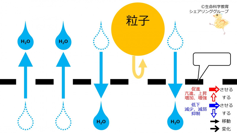ファイル:SemiPermeableMembrane-Jpn-wb.jpg