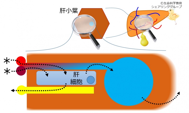 ファイル:門脈固有肝動脈 クイズ.jpg