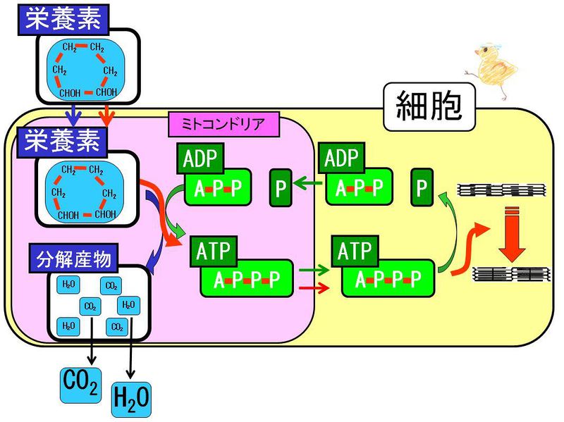 ファイル:03113.jpg