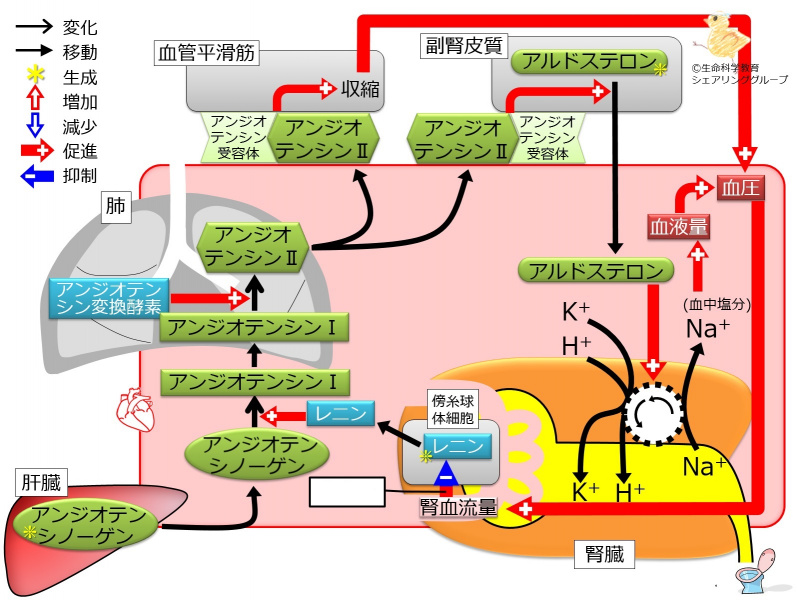 ファイル:AldosteroneControl2highBP-wb.jpg