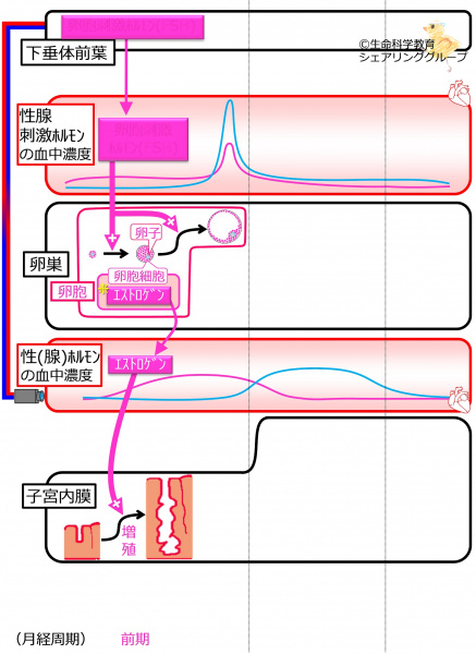 ファイル:Menstration1st half-wb.jpg