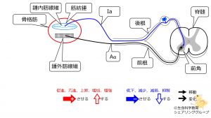 /wiki/images/thumb/d/dc/StretchReflex-1.jpg/300px-StretchReflex-1.jpg