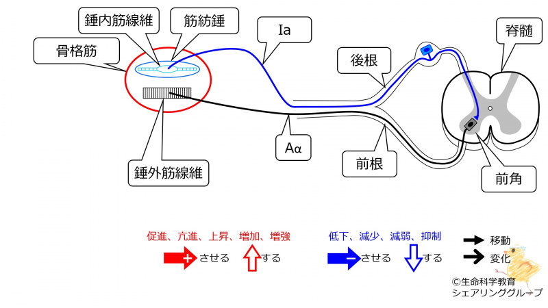 ファイル:StretchReflex-1.jpg